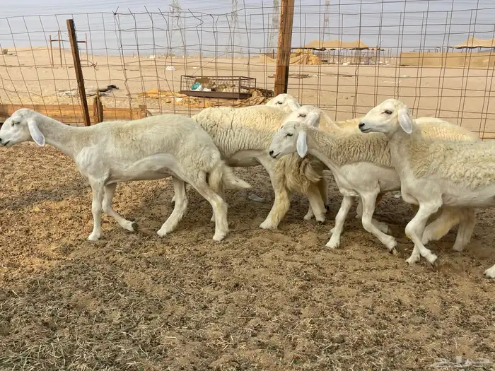 للبيع رخال فواخر 1