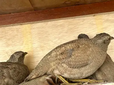 الحجل للبيع index