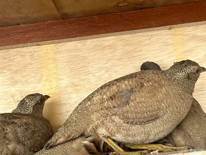 الحجل للبيع 2