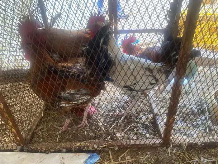 ديكة بلدي للبيع 3