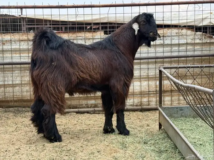 تيس اصمع احمر 1