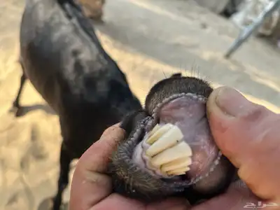 ماعز بيشي index