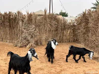 معزا عوارض index