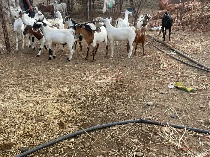 جمعة ربيعة 0