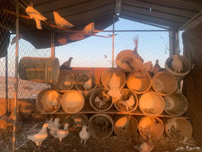 حمام البيع منتج شرط 0