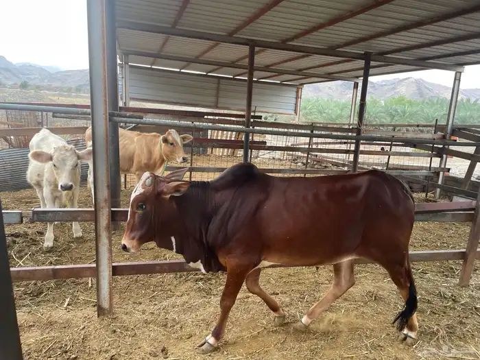 حسيل بلدي للبيع العمر 10شهور البيع على السوم 1