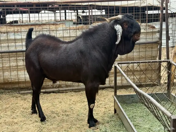 تيس محايلى مشروك طيب جد جدا 1