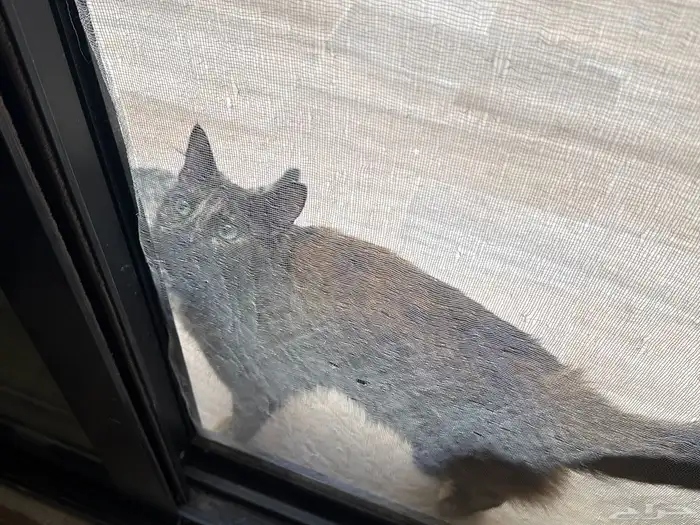 لتبني ام وبنتها والأم معها كرت تطعيم 0