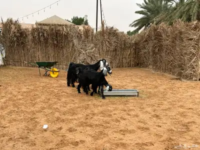 معزا عوارض index