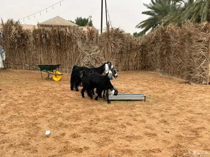 معزا عوارض 6