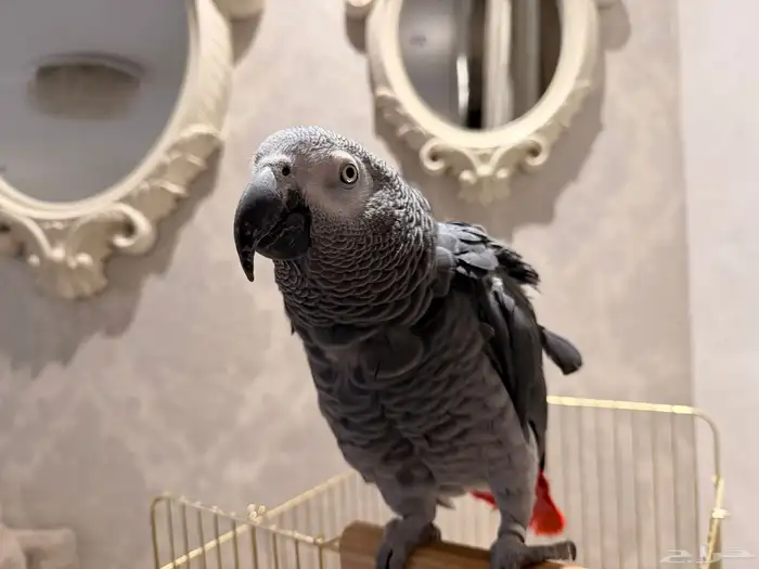 ببغاء كاسكو 1