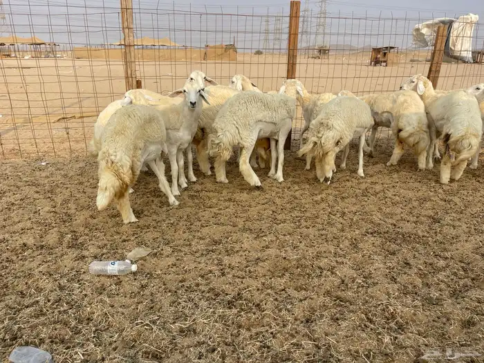 للبيع رخال فواخر 0