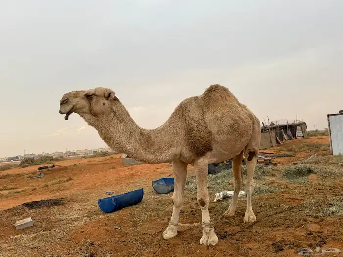 للبيع فحل اوضح 2