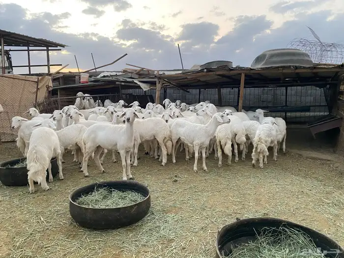 رخال للبيع بيشة 7