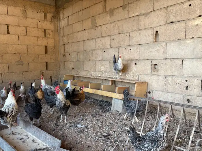 دجاج بلدي للبيع 4