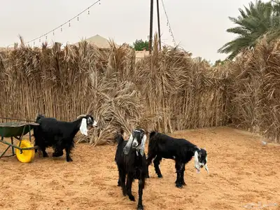 معزا عوارض index