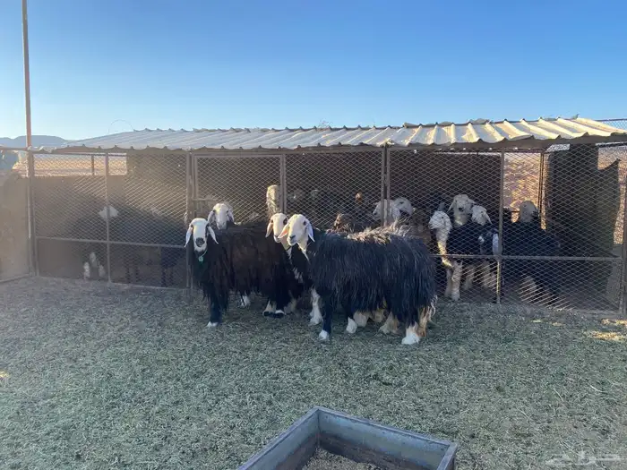 نعاج حيل لللبع 0