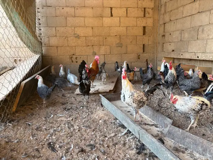 دجاج بلدي للبيع 3