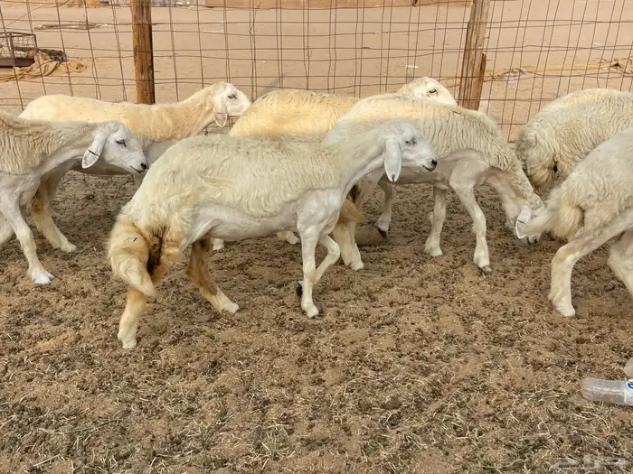 للبيع رخال فواخر 5