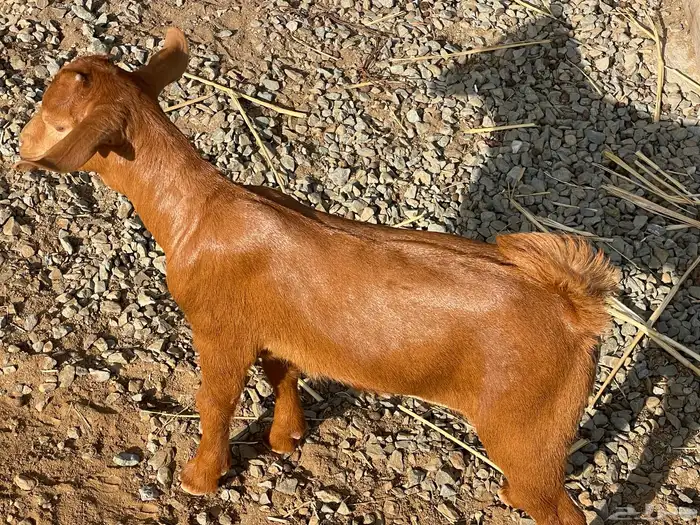 تيوس تربية للبيع 1