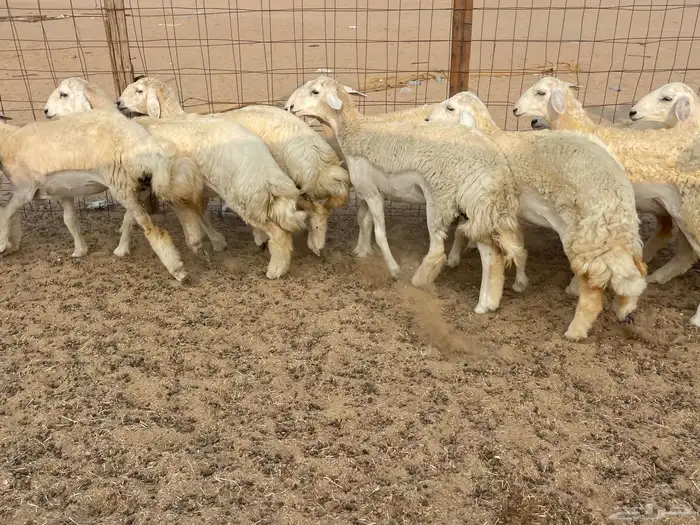 للبيع رخال فواخر 8