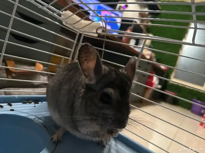 شانشيلا ذكر للبيع مع جميع مستلزماته 2