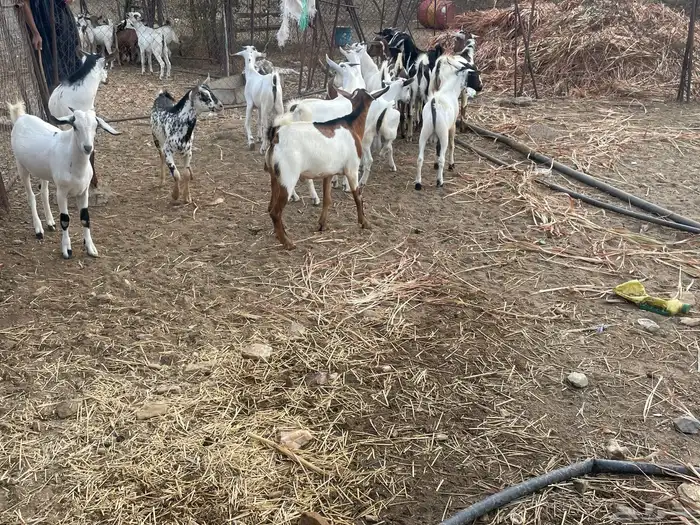 جمعة ربيعة 1