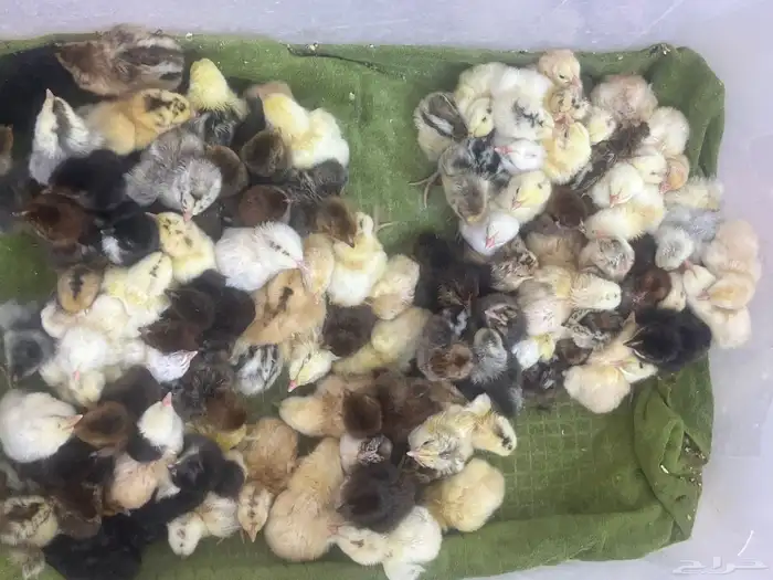 صوص بلدي مشكل 0