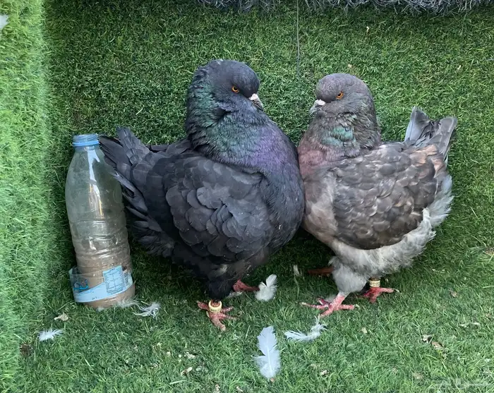 زوج حمام مودينا top 0