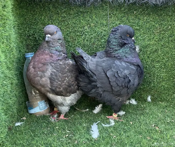 زوج حمام مودينا top 1