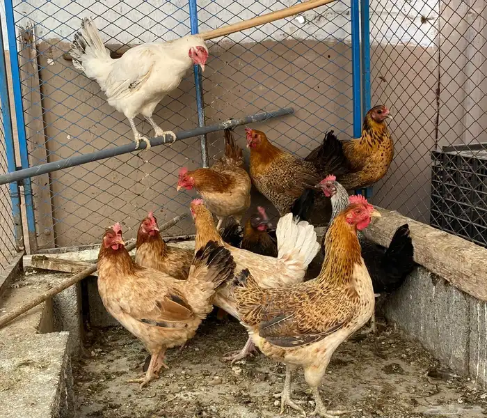 دجاج بلدي بياض 4