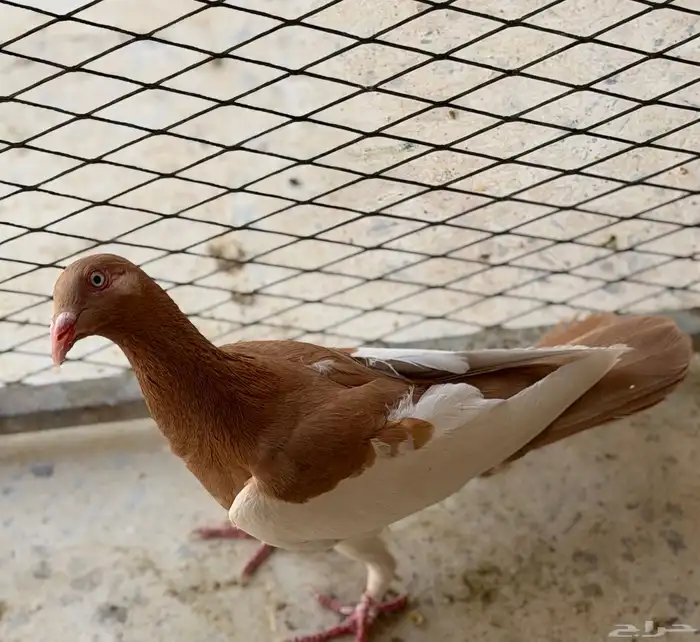 حمام يهودي 1