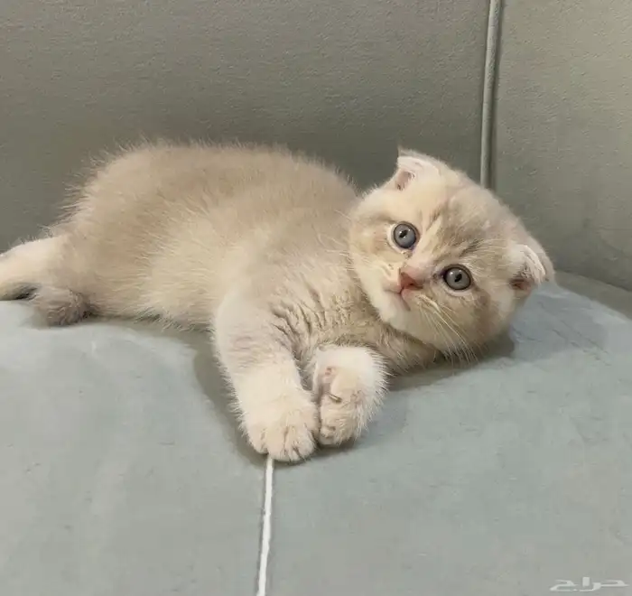 كيتن سكوتش فولد 0