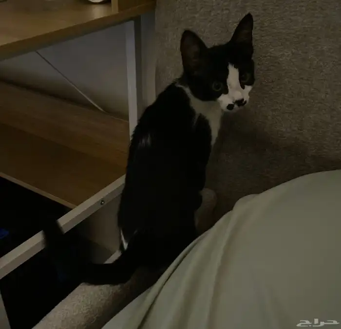 قطي يحتاج متبرعين 1