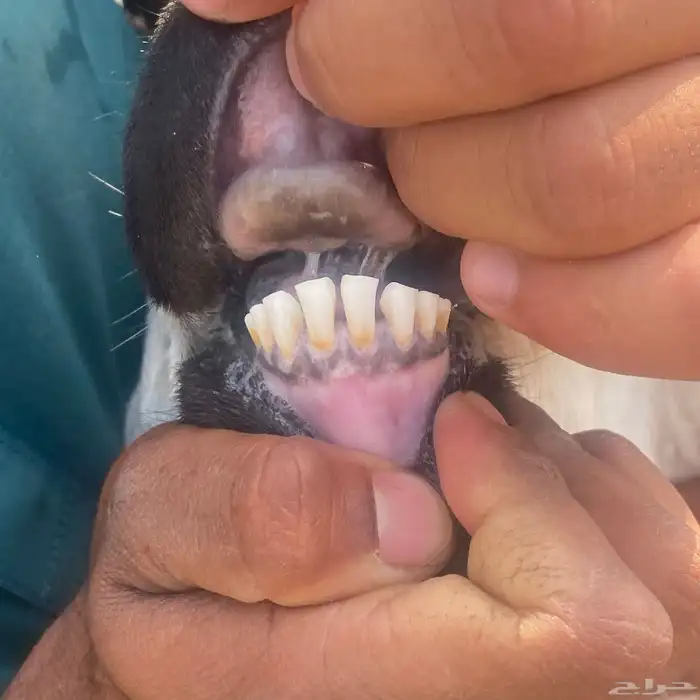 خروف على الصوبين ذبيحه وفحل 9