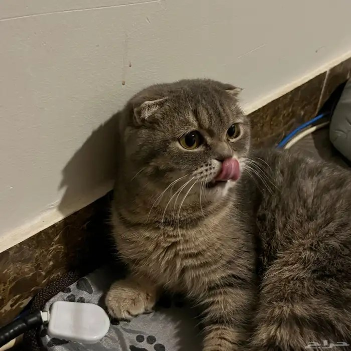 سكوتش فولد ذكر للتزاوج 0