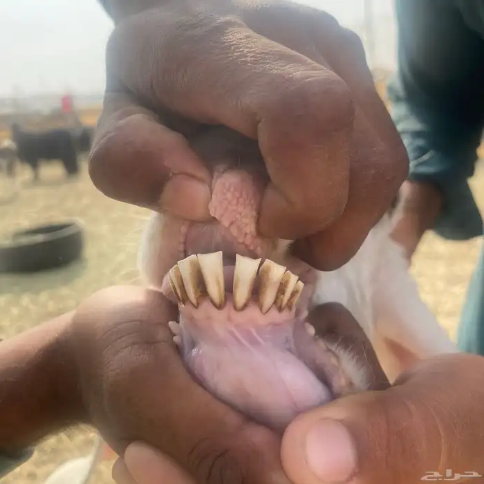 عنز شاميه حليب 3