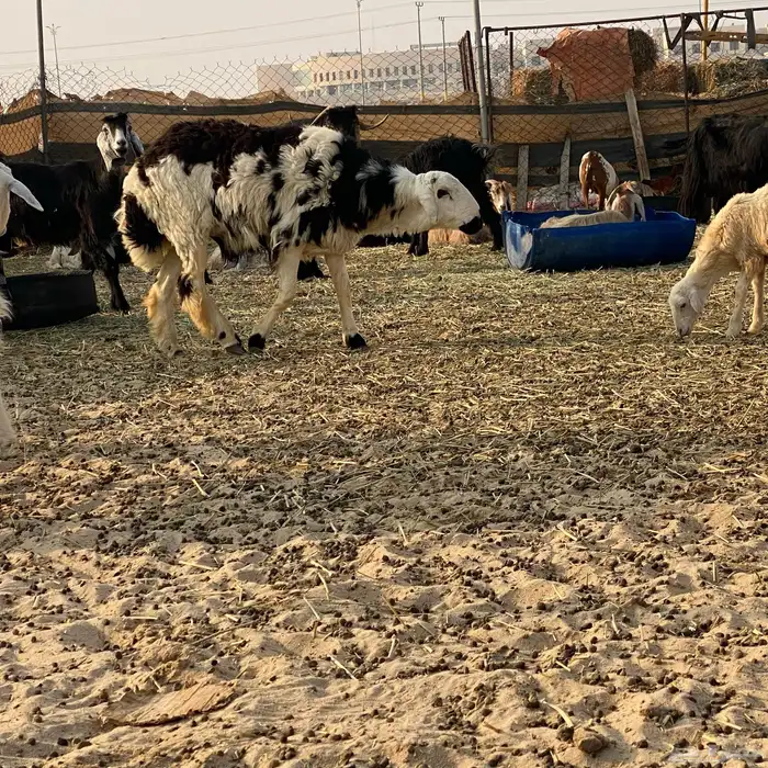 خروف على الصوبين ذبيحه وفحل 7
