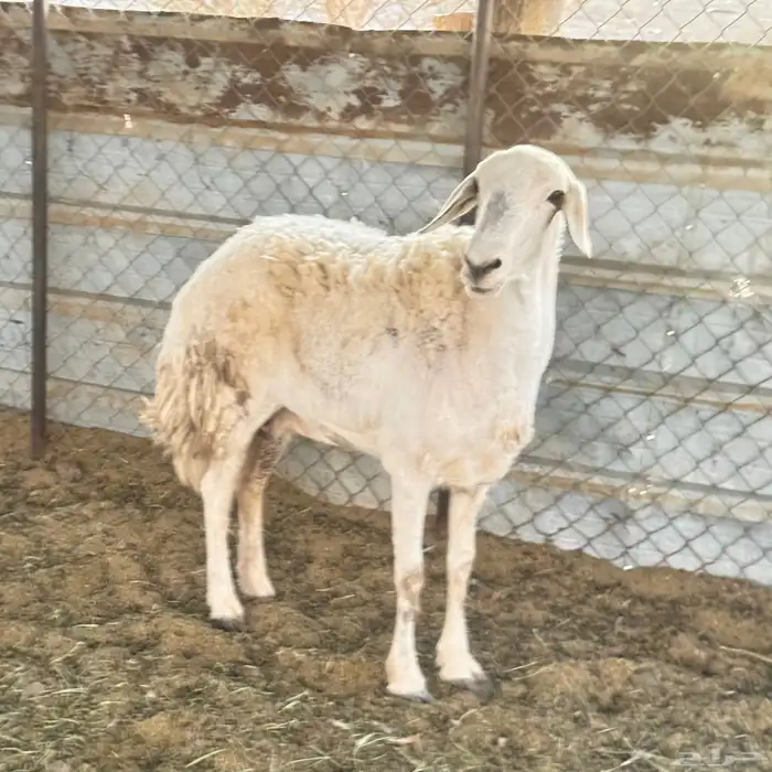 نعجه مقفله شحم 1