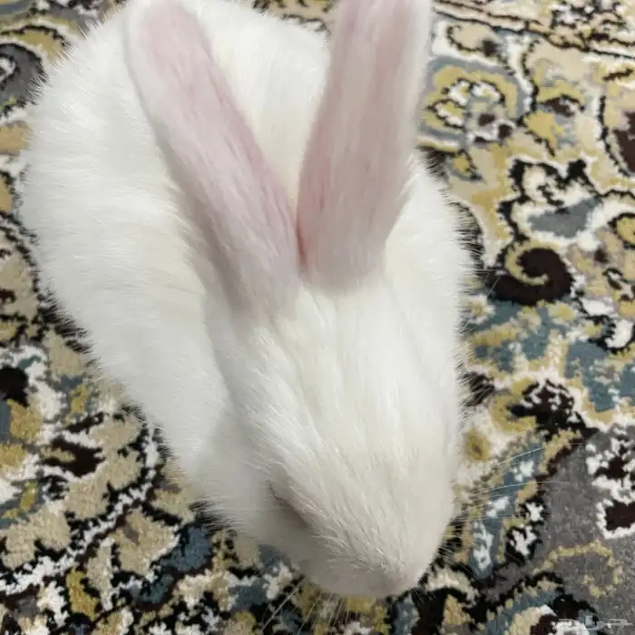 ارنب فرنسي صغير 0