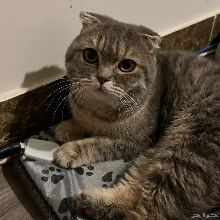 سكوتش فولد ذكر للتزاوج 1