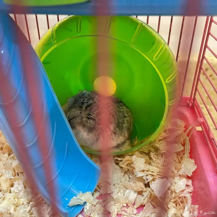 هامستر للبيع 1