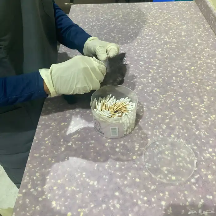 أنثى شيرازي للبيع مع كامل اغراضها العمر شهر ونص 3