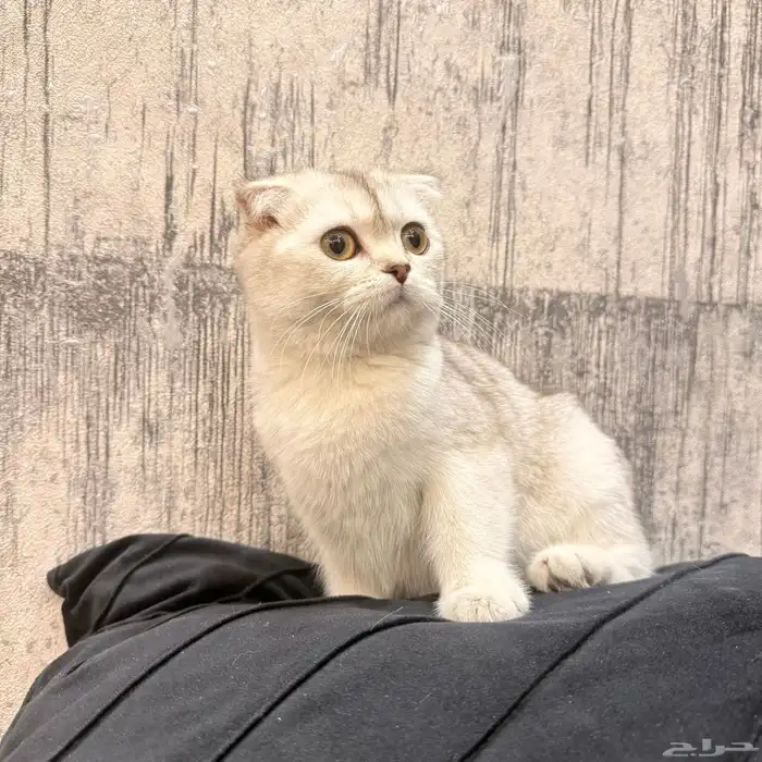 قطه انثى سكوتش فولد 1