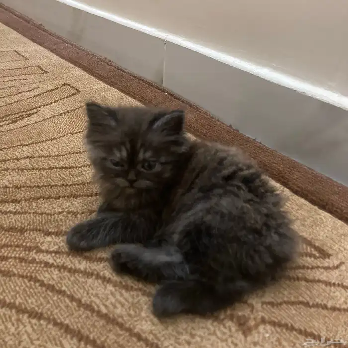 أنثى شيرازي للبيع مع كامل اغراضها العمر شهر ونص 1