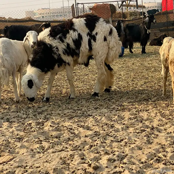 خروف على الصوبين ذبيحه وفحل 4