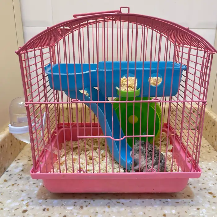 هامستر للبيع 0