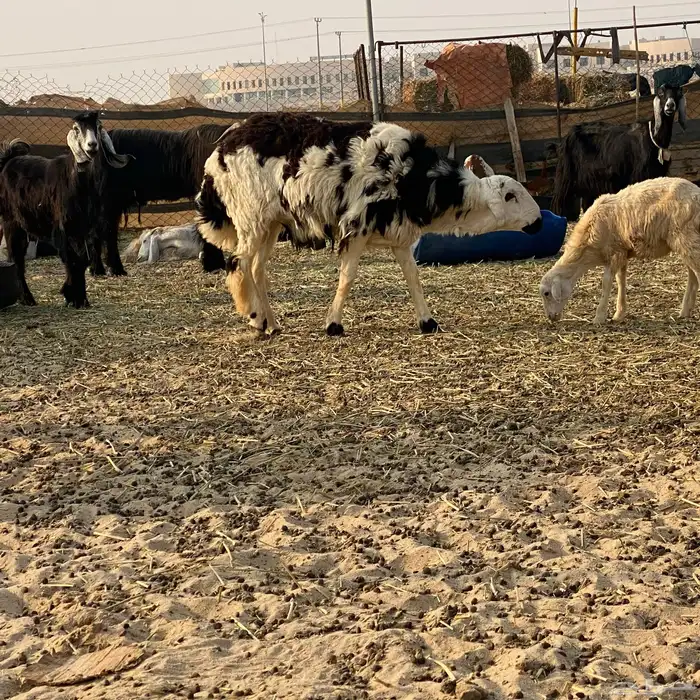 خروف على الصوبين ذبيحه وفحل 6