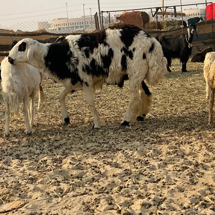 خروف على الصوبين ذبيحه وفحل 5