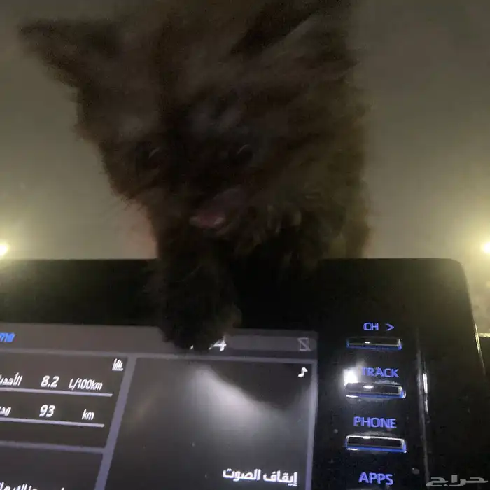 أنثى شيرازي للبيع مع كامل اغراضها العمر شهر ونص 6